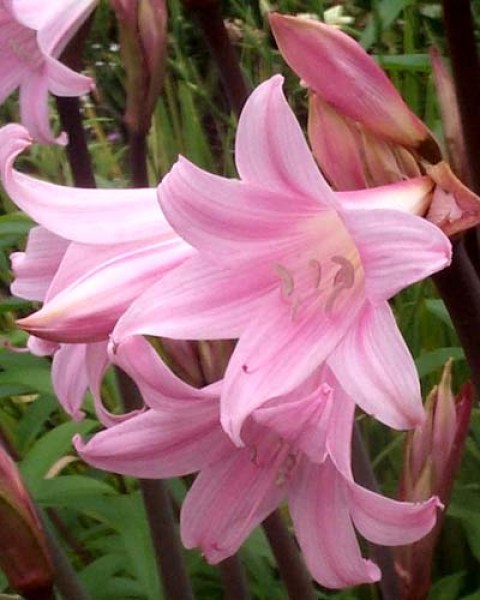 Amaryllis Belladonna27
